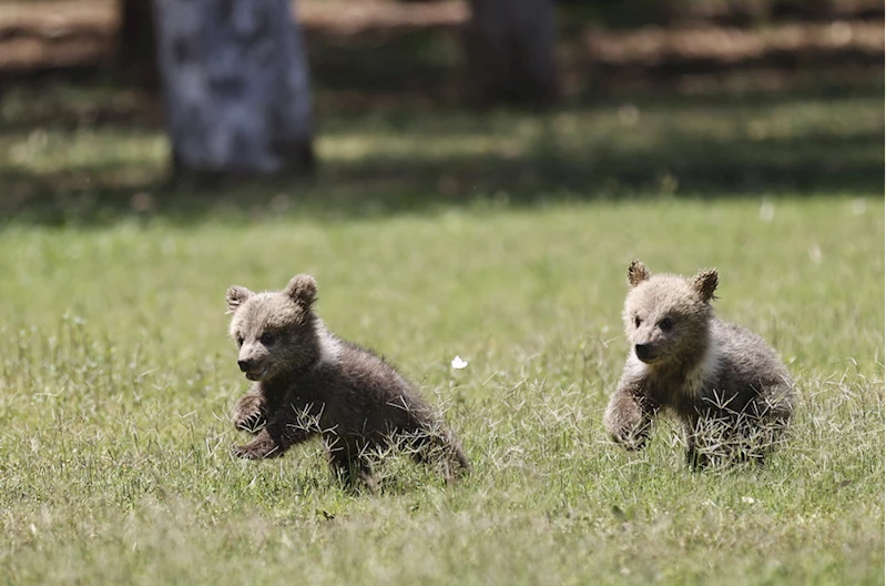 Mağarada bulunan yavru bozayılar 