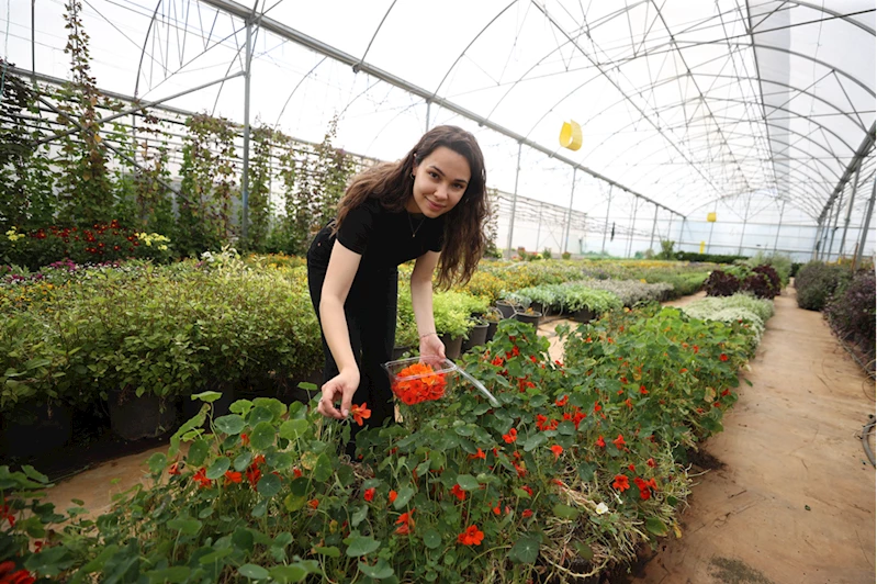 YENİ NESİL ÇİFTÇİLER - Genç çiftçi raf ömrünü 30 güne çıkardığı yenilebilir menekşeleri pazarlıyor