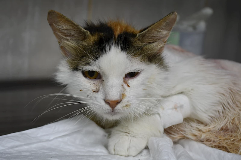 Sezaryen sırasında omuriliğinde saçma olduğu tespit edilen kedi ameliyatla hayata tutundu