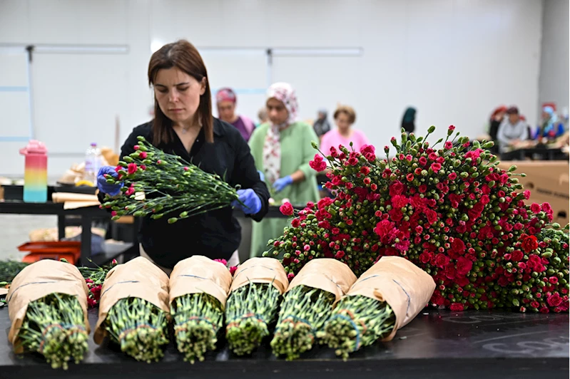 Anneler Günü için 30 ülkeye çiçek ihraç edildi 