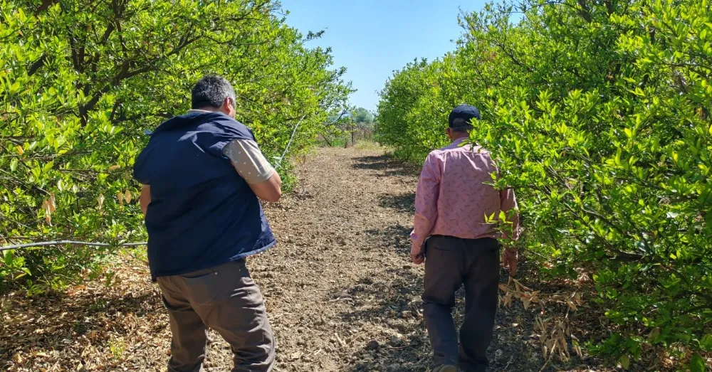 Osmaniye’de zirai donun ardından tespitler tamamlanıyor