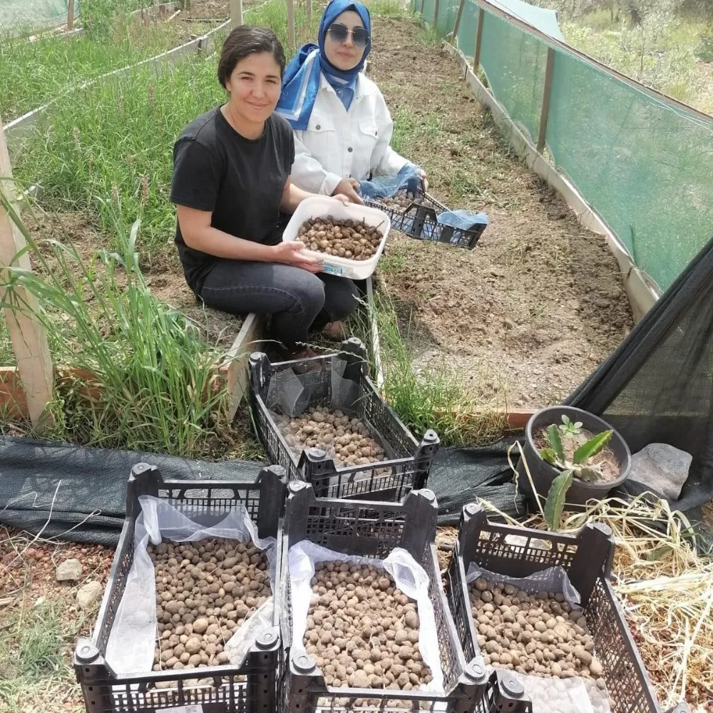 Osmaniye’de salep hasadı 