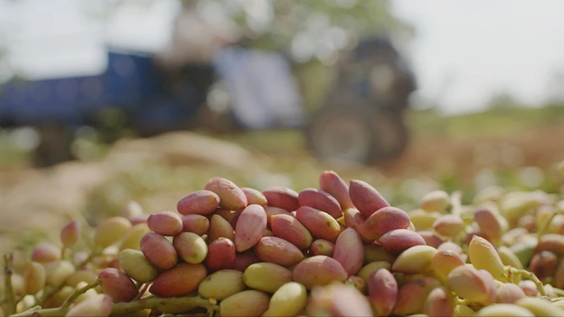 Tiryaki Agro, fıstık tesisinin kapasitesini iki katından fazla artırdı