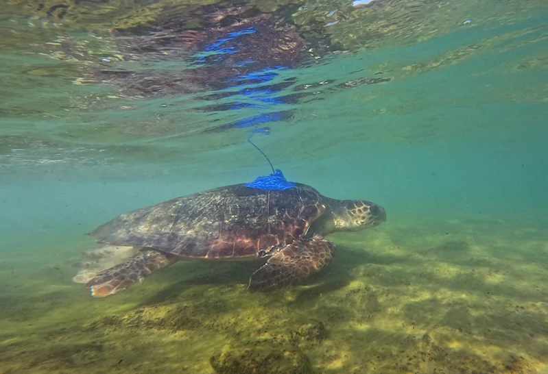 Uydu izleme cihazı takılan deniz kaplumbağalarının göç rotası izleniyor