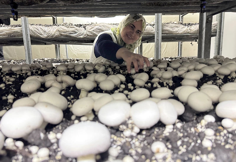 Gıda mühendisi oğlunun girişimiyle 53 yaşında mantar üreticisi oldu 