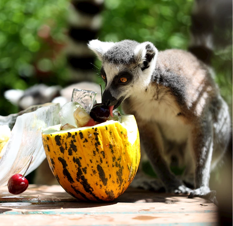 Antalya Doğal Yaşam Parkı sakinleri, buzlu meyve kokteyli ile serinliyor