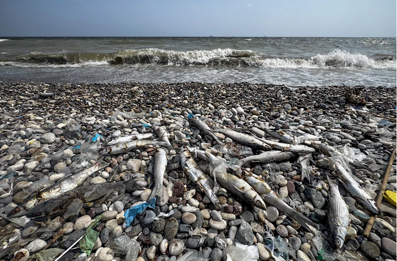 Mersin sahilinde ölü balıklar görülmesi üzerine inceleme başlatıldı