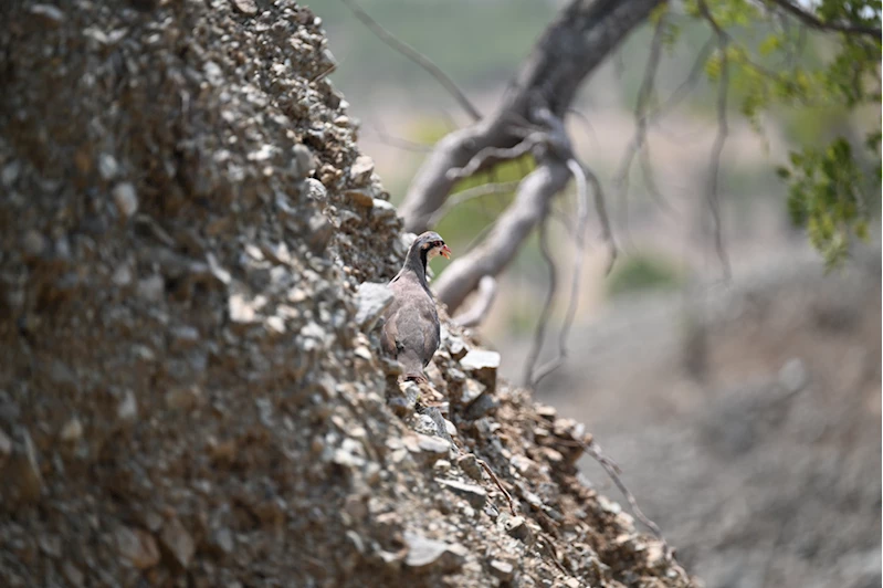 Kene avcısı kınalı kekliklere dürbünlü, fotokapanlı ve dronlu takip