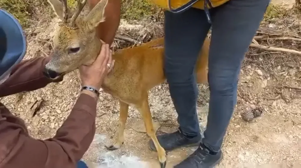 Osmaniye’de yaralı karaca tedavi altına alındı