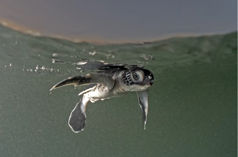 Belek sahillerinde kaplumbağa yavrularının denizle buluştuğu zorlu yolculuk görüntülendi