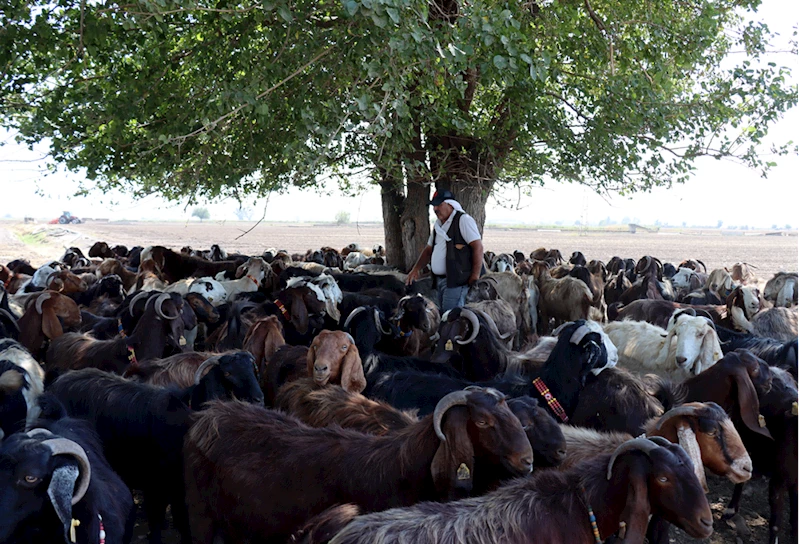 Depremde hayvanları telef olan besici devlet desteğiyle sürüsünü büyüttü