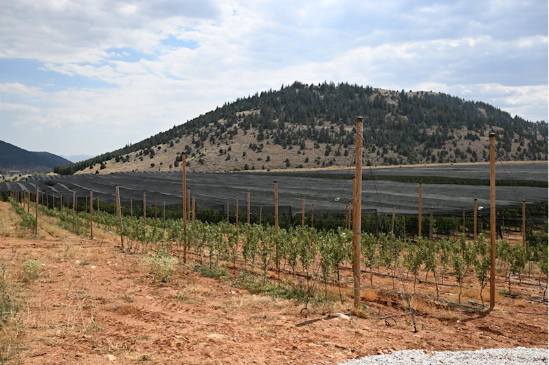 Meyve ağaçlarını 