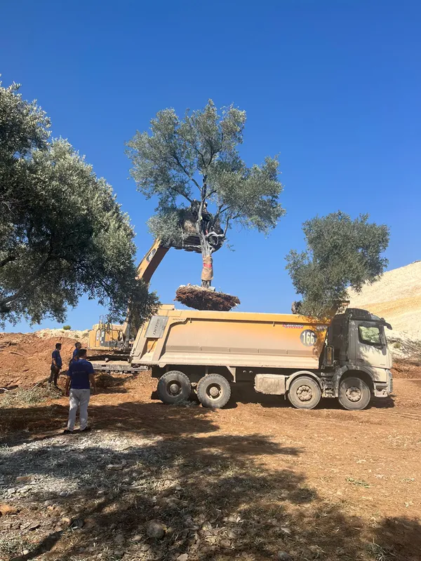 YK Enerji, santral sahalarındaki 151 zeytin ağacını yeni yerine taşıdı