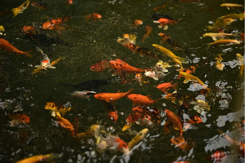 Çocukluk hobisi, Türkiye
