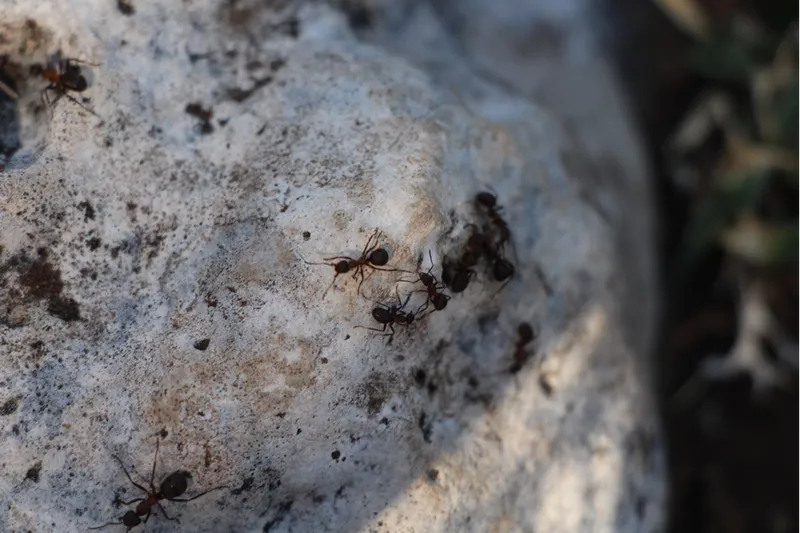 Asırlık sedir ağaçları kırmızı orman karıncalarının korumasında 