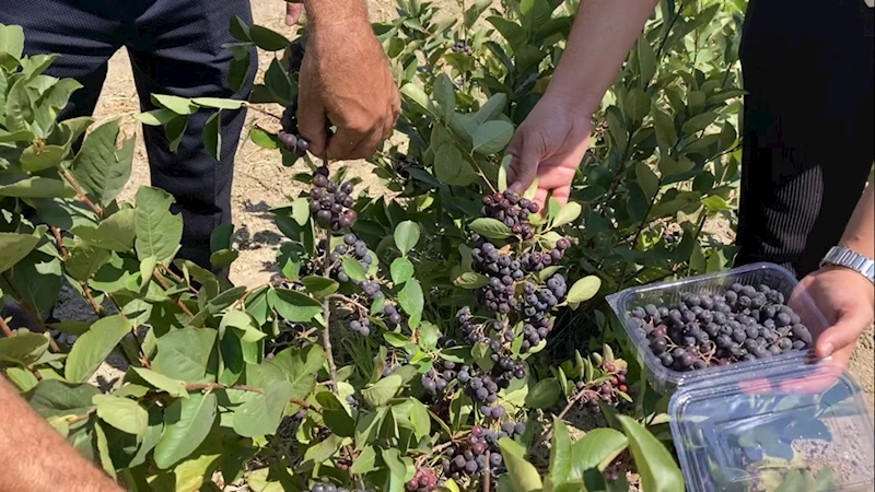 Burdurlu ziraat mühendisi bahçesinde yetiştirdiği aronyayla ilgili yüksek lisans tezi hazırlıyor 