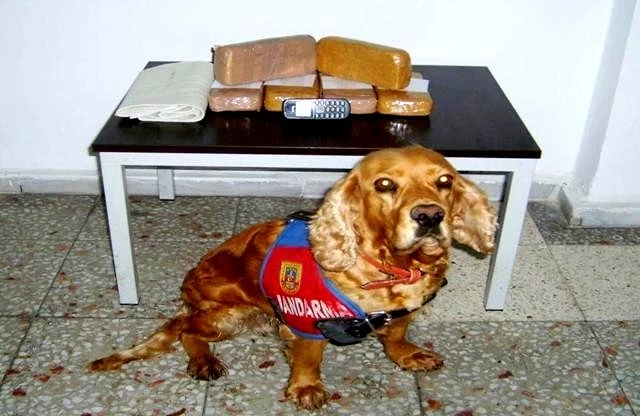 Esrar tacirini `Leke` ele verdi