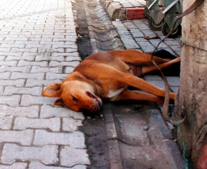 Sokak köpekleri öldürülüyor iddiası