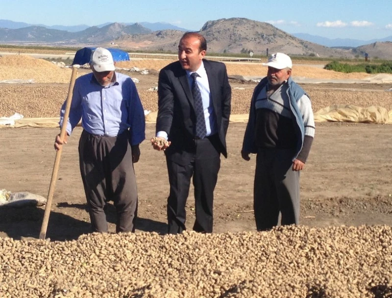 Alemdar ÖZTÜRK, Yer Fıstığı Hasatına Katıldı