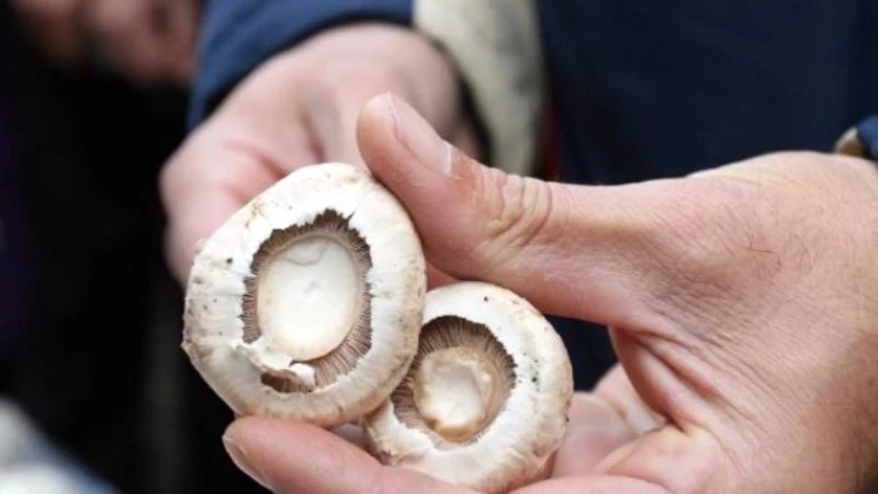 Hasanbeyli?de 4 kişi mantardan zehirlendi