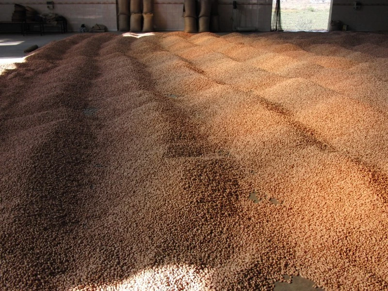 Kurutmak için serilen yerfıstığını çaldılar