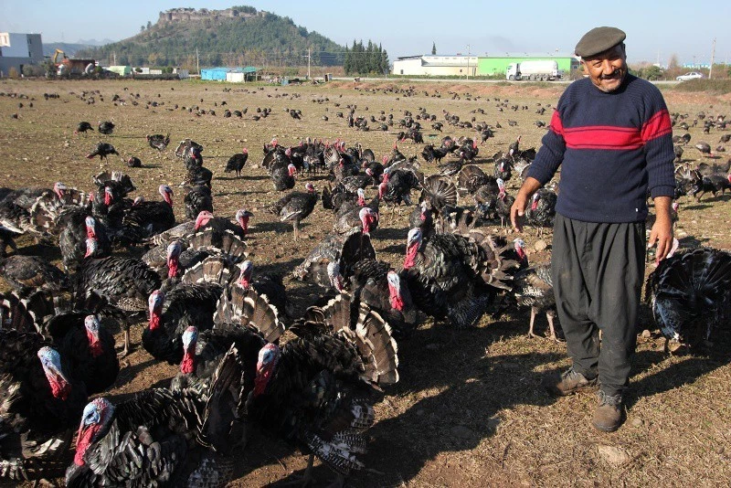 Otlamalı serbest sistemle hindi yetiştiriciliğine başlandı