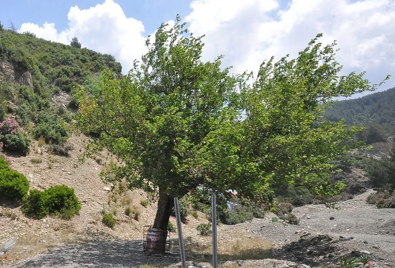 Budamak için çıktığı dut ağcından düşerek yaralandı