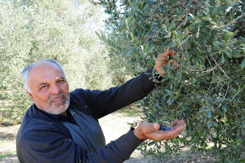Zeytinde ürün kaybını önlemek için uygun gübreleme şart