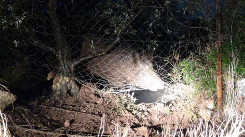 Tellere takılan yaban domuzu kurtarıldı
