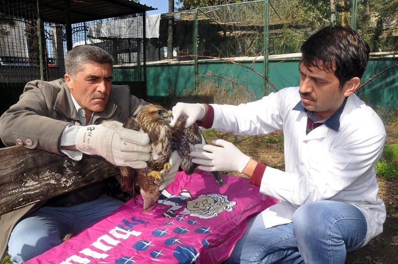 Yaralı Şahin, MKÜ Hastanesi`nde tedavi edilecek