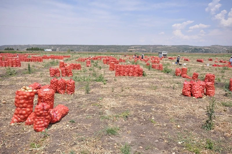 Buda oldu. Tarlada ekili soğan ve sarımsağı çaldılar