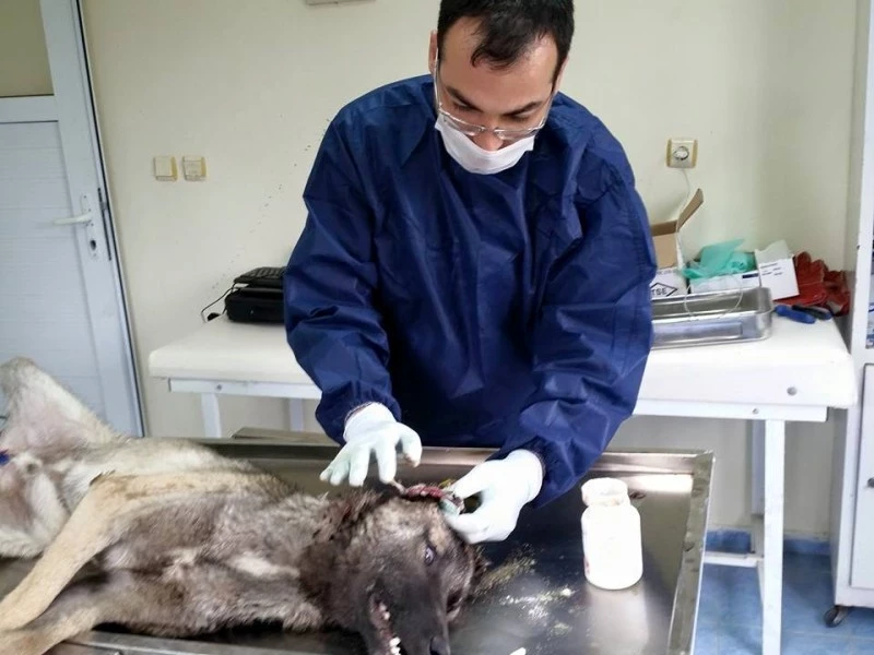 `Köpeğin kulağını kesmekle yavuz olmaz, ona eziyet olur`