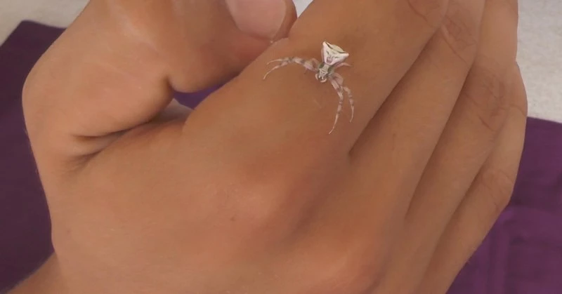 İnsan yüzlü örümcek Osmaniye`de görüntülendi