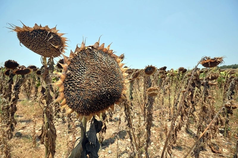 Ayçiçeğinde ekim alanı azaldı, verim arttı