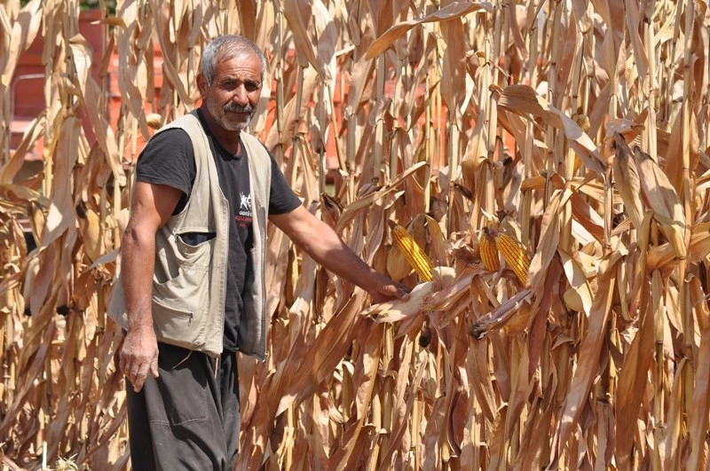Mısırda verim sevindirdi, fiyatlar üzdü
