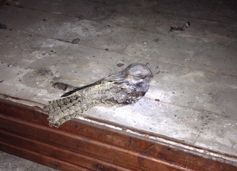 Çoban aldatan kuşu tedavi altına alındı