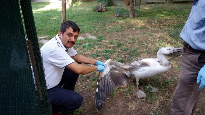 Osmaniye`de yaralı Ak Pelikanlar tedavi altına alındı