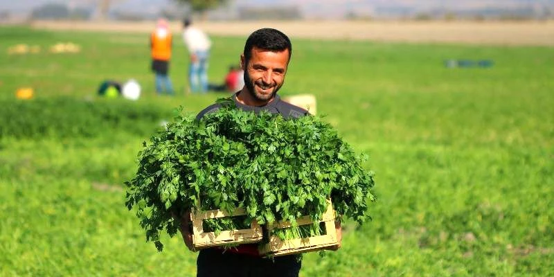 Maydanoz yetiştiriciliğinde başarı elde edildi