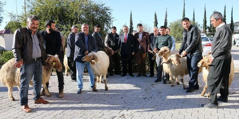 Osmaniye`de Yetiştiricilere ivesi ırkı koç dağıtıldı