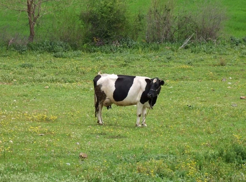 Düziçi`nde hayvan giriş çıkışları yasaklandı?
