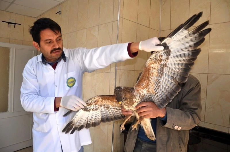 Yaralı Şahinler tedavi altına alındı