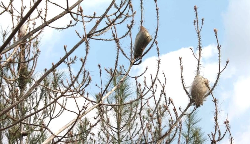 Tırtıllar Ormanları bitiriyor?