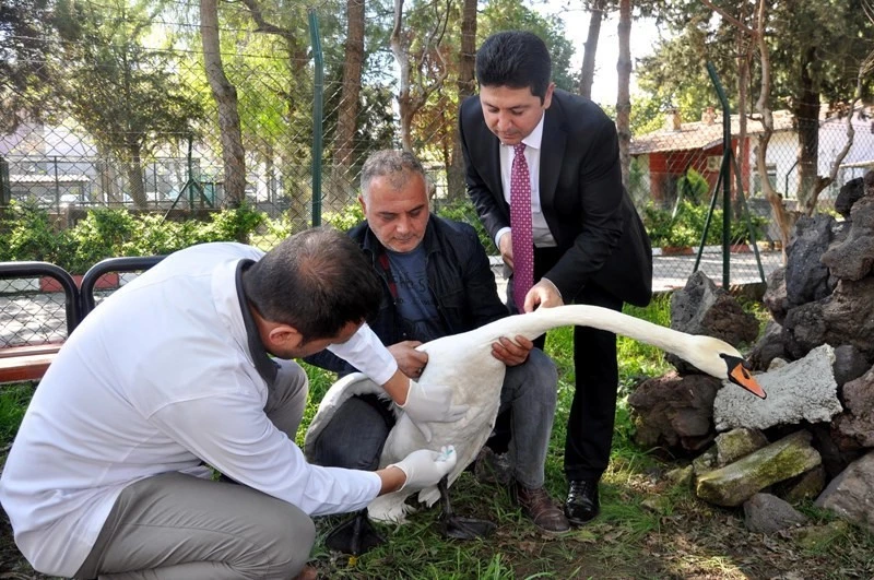 Kanatlarında felçlik bulunan Kuğu kuşu tedavi altına alındı