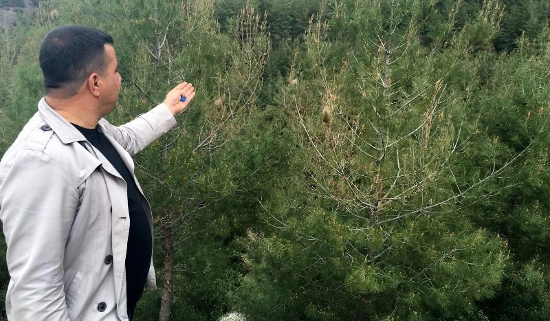 Amanoslardaki ağaçlarda Çam kese böceği tehlikesi