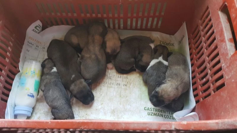 Bir torba içerisinde bulunan 7 yavru köpeği süt anne besleyecek