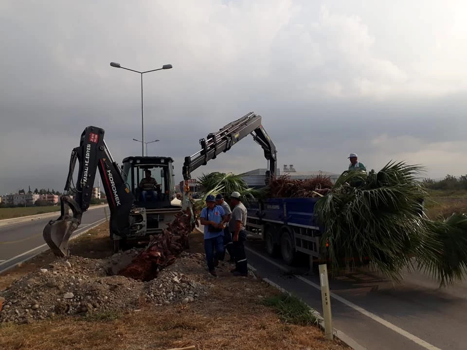 Refüjlerde Ağaçlandırma Çalışmaları