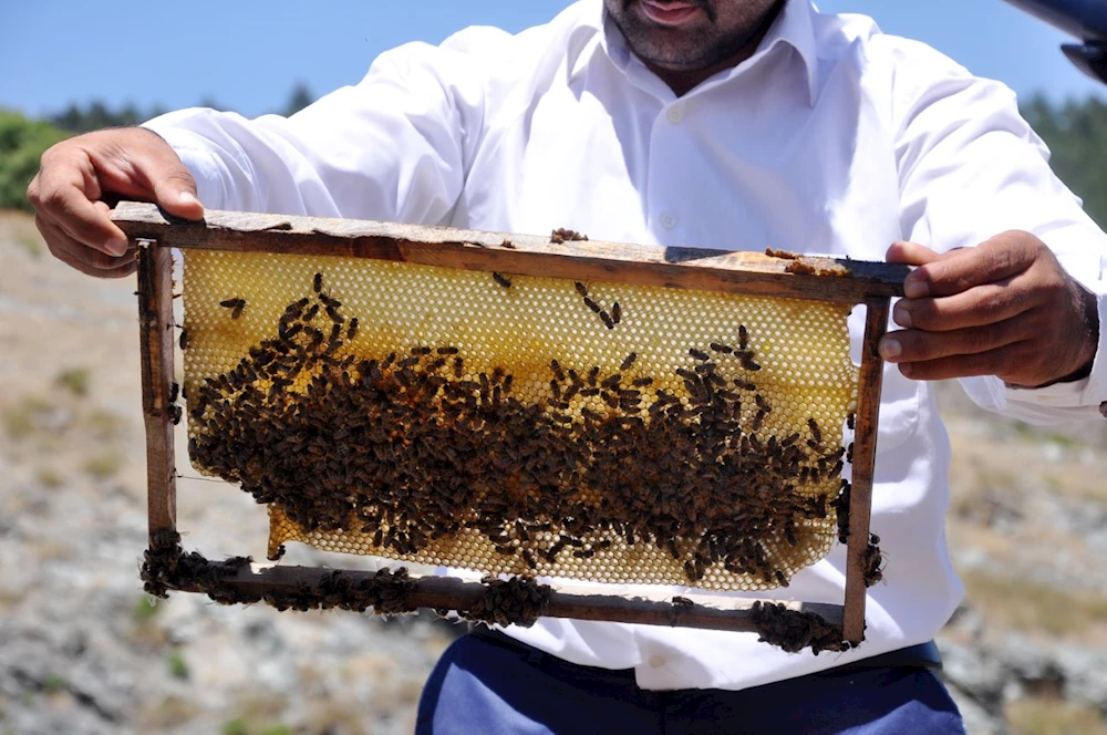 Arıların zarar görmemesi için tedbir uyarısı!