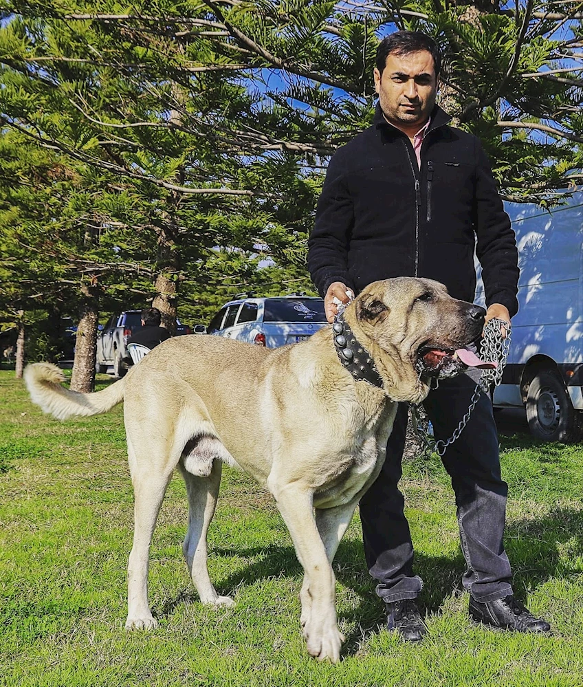 Boz Çoban Köpeği Asil Adana`da Birinci Oldu