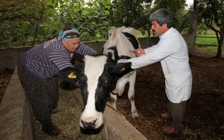 Osmaniye`de Büyükbaş Şap Aşılamaları Başladı
