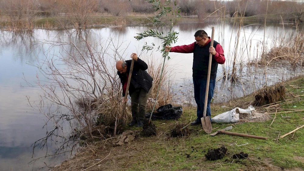 Ceyhan Nehri kıyısına 50 bambu fidanı dikildi